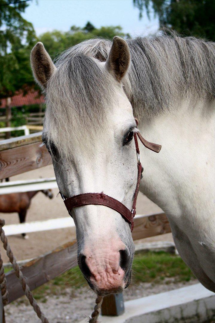 Anden særlig race Bowie <3 billede 14