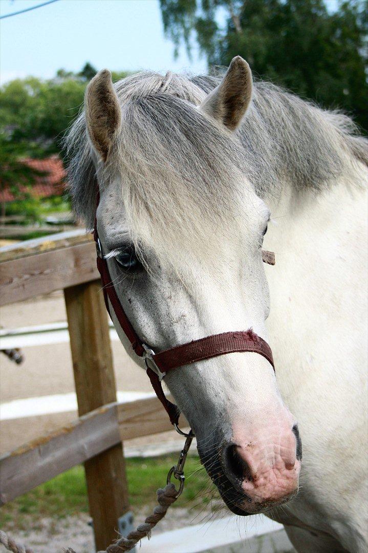 Anden særlig race Bowie <3 billede 15