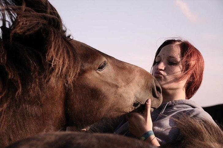 Islænder Mosedalens Kríla billede 19