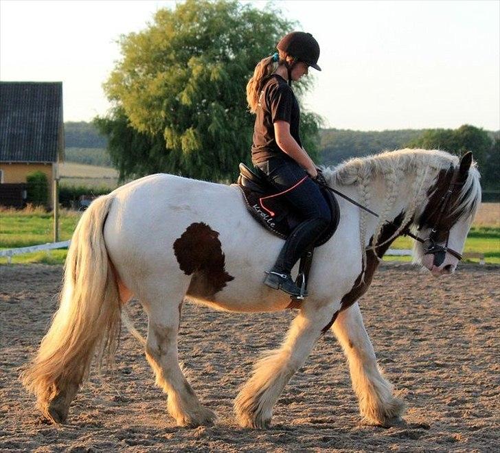 Irish Cob | Kenzo's Lacrosse *Krølle* - SOLGT! - Sikke drengen kan <3 Foto: DethlefsenFoto billede 5