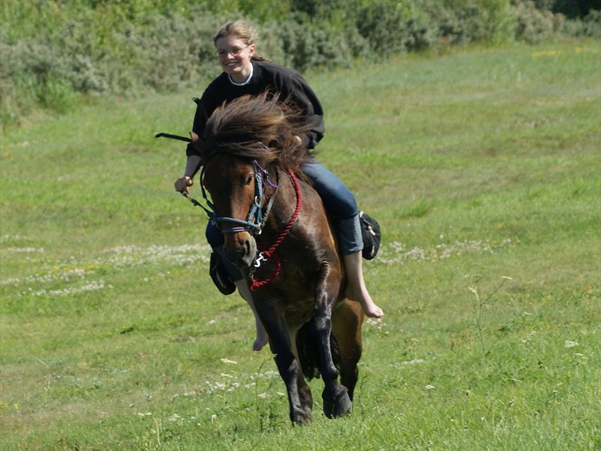 Islænder Tjalfe - 04/07-11 Fuld knald frem! :D billede 19