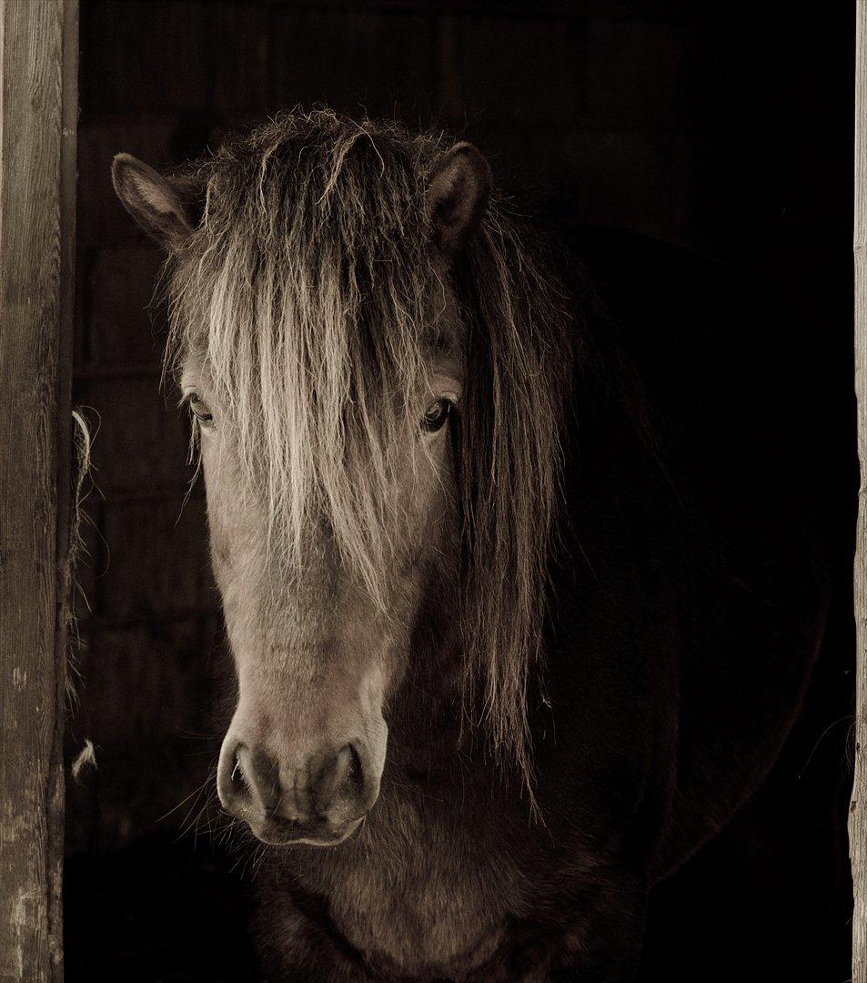 Islænder Tjalfe - 07/05-11 billede 14
