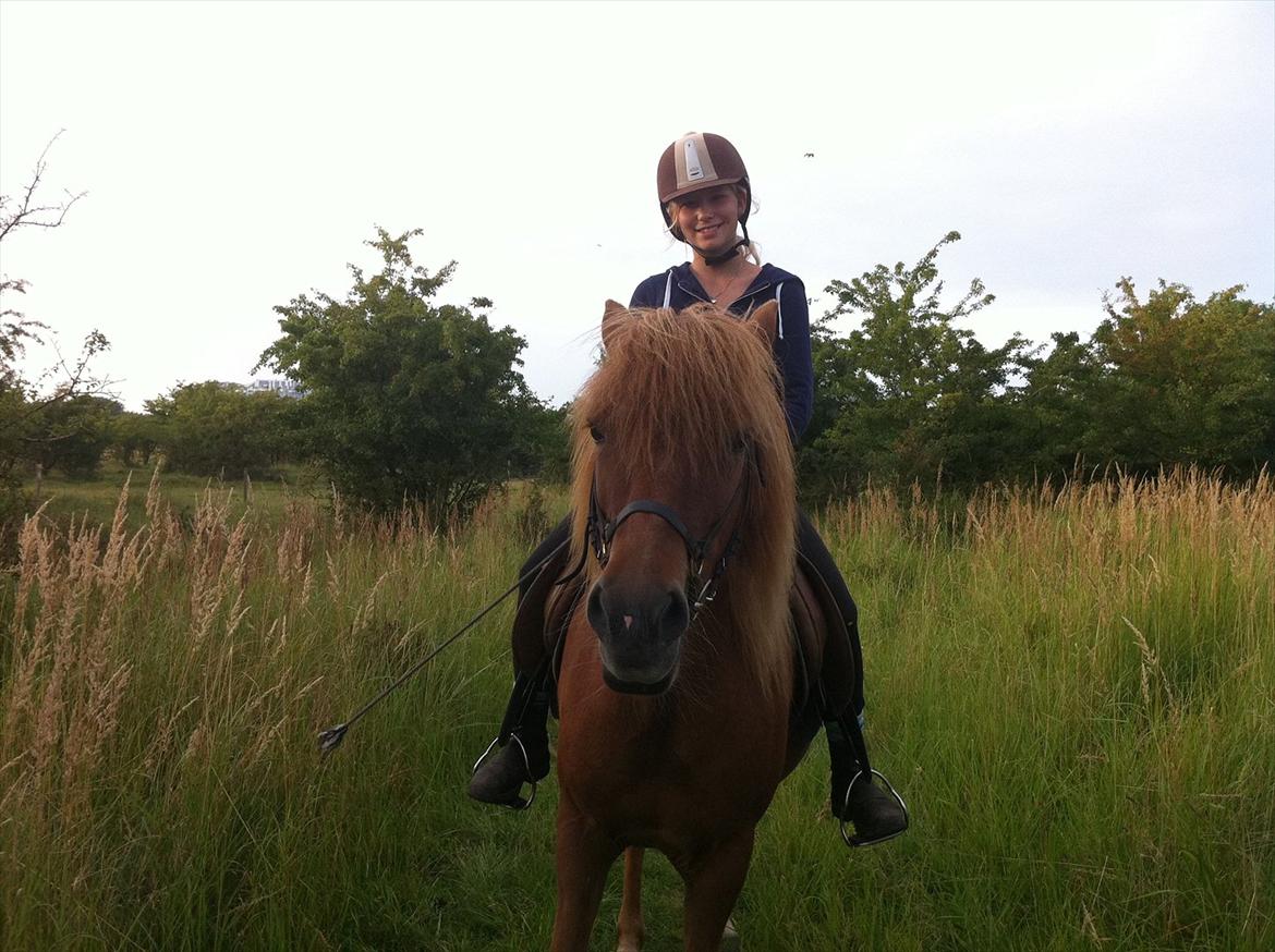 Islænder Düfa fra Attemosegård billede 10