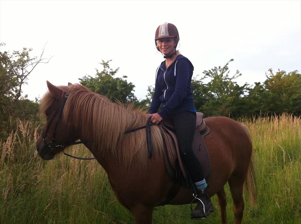 Islænder Düfa fra Attemosegård billede 11