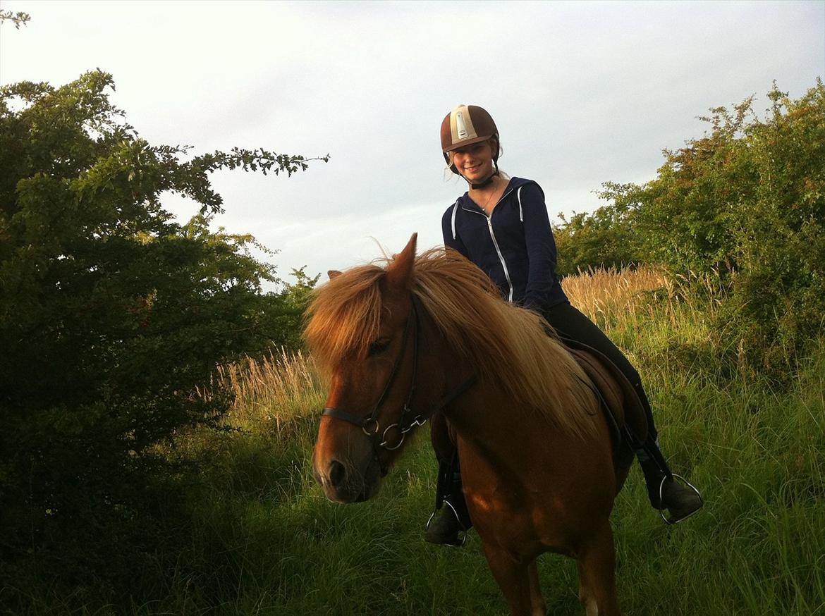 Islænder Düfa fra Attemosegård billede 12