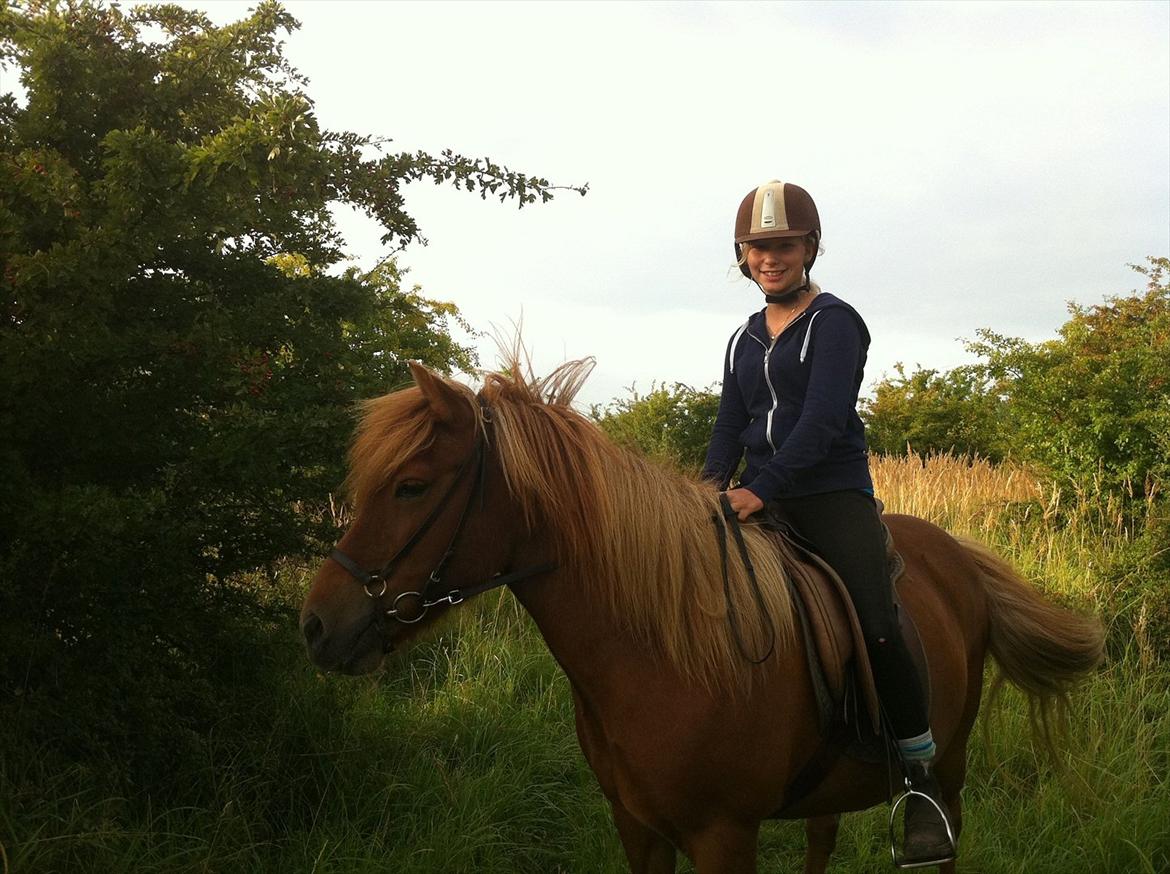 Islænder Düfa fra Attemosegård billede 13