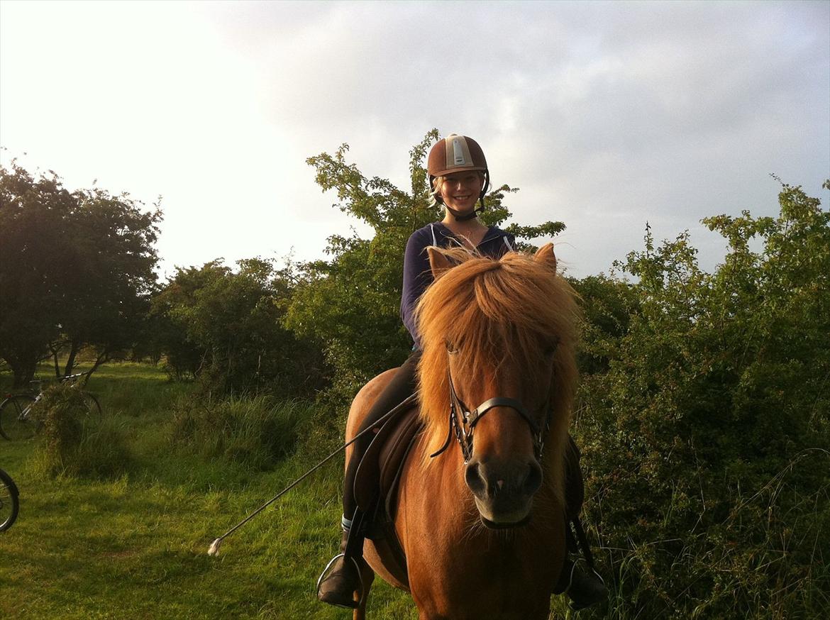 Islænder Düfa fra Attemosegård billede 14