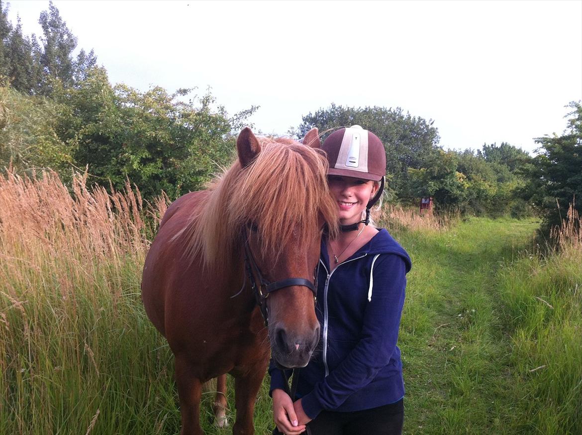 Islænder Düfa fra Attemosegård billede 15