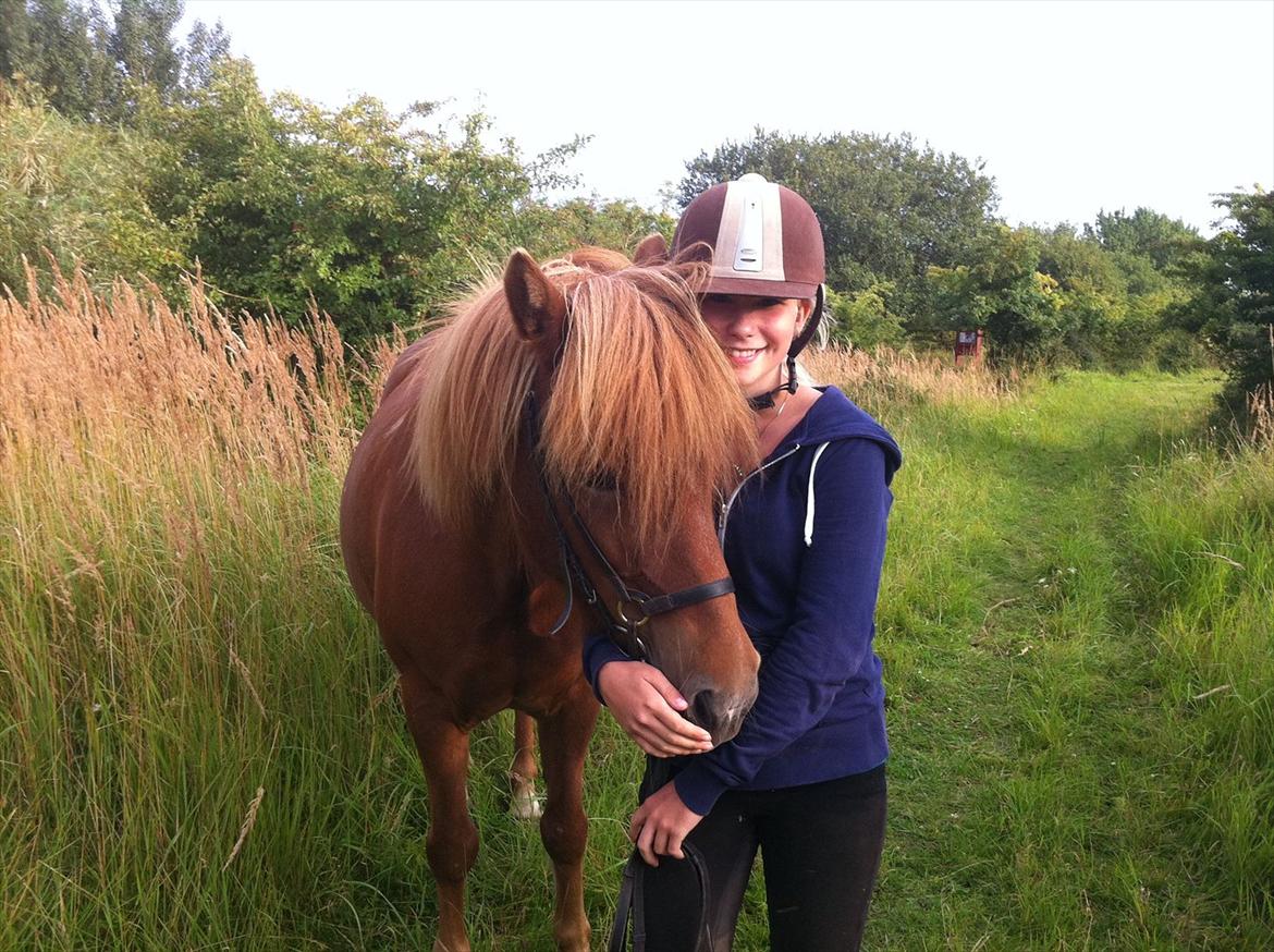 Islænder Düfa fra Attemosegård billede 16