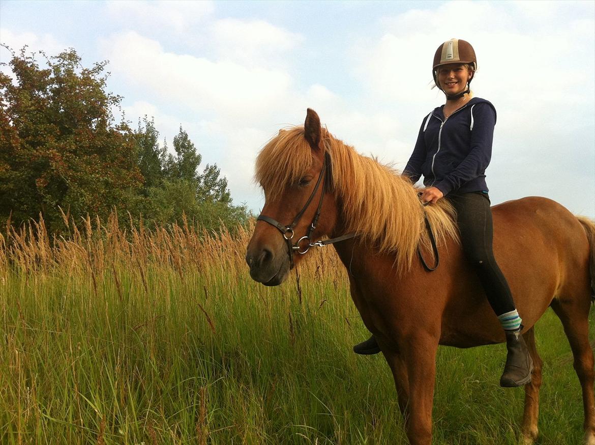 Islænder Düfa fra Attemosegård billede 17