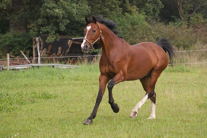 Hollandsk Varmblod Amigor (sendt tilbage) :'/ - Velkommen til Amigor's profil :-) Foto: Mig (LJ-Foto) billede 2