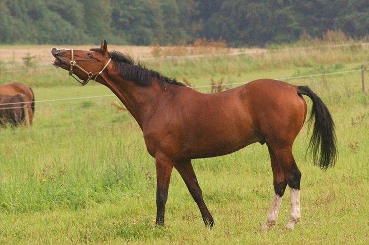 Hollandsk Varmblod Amigor (sendt tilbage) :'/ - SMIIIL!! :-D (LJ-Foto) billede 8