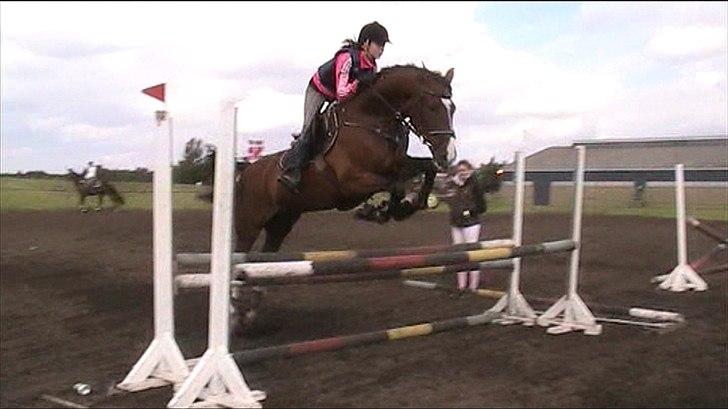 Hollandsk Varmblod Amigor (sendt tilbage) :'/ - Da jeg var ude og prøve ham :-) <3 billede 10