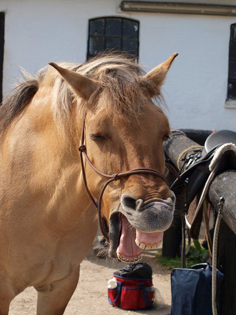 Anden særlig race Emma Merci (Min prinsesse) mit et & alt<3 - Lige meget hvad, så vil jeg altid elske dig! :* billede 2