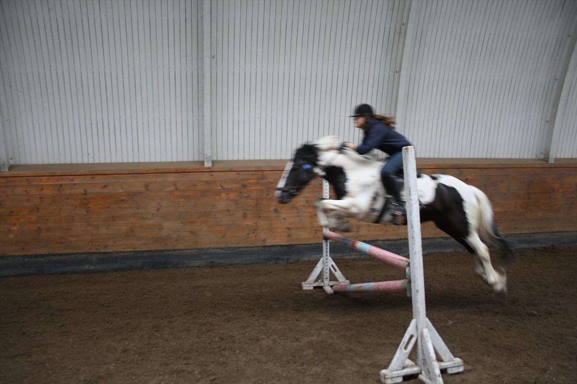 Irish Cob Mars <3 | Mit liv. <3 |  - Mars & Jeg over ca. 95-100 cm, dejlig pony!  billede 15