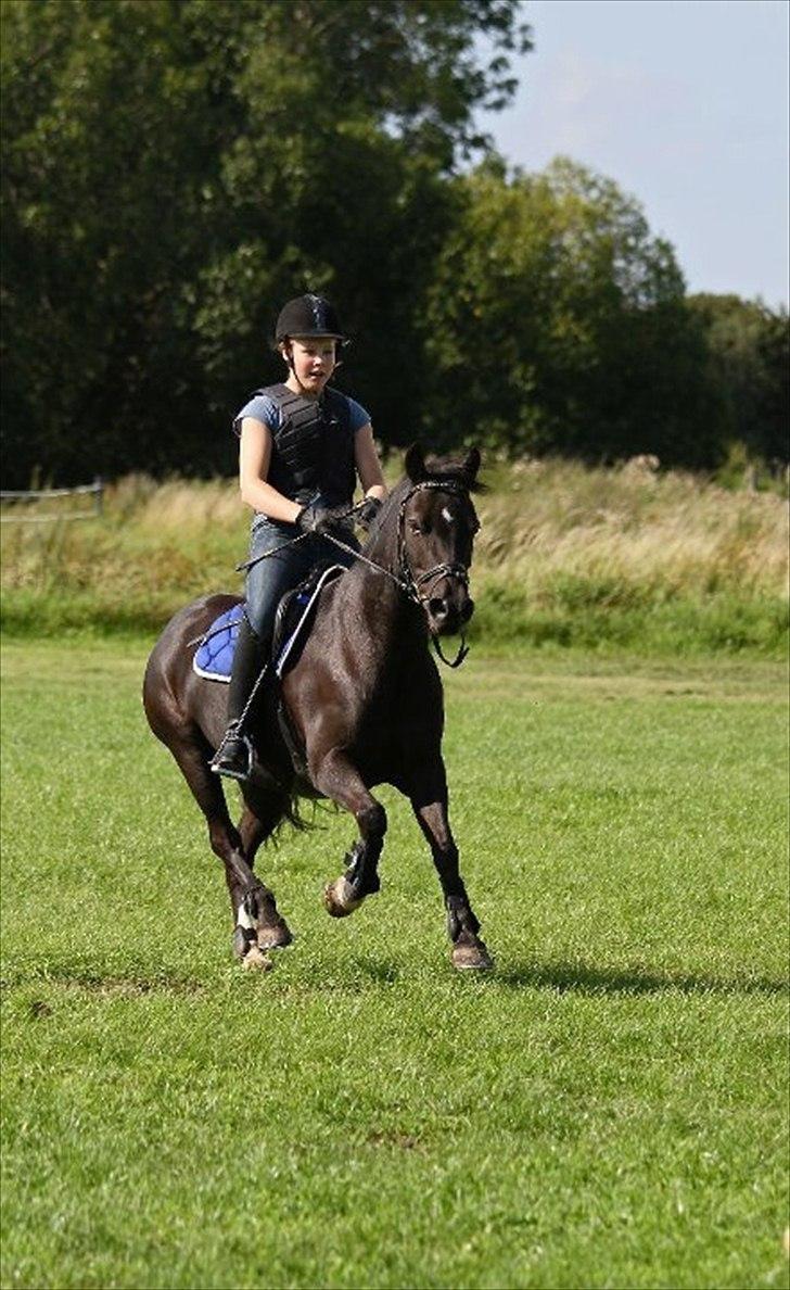 Anden særlig race Emil *SØSTERS* - Min yndlings pony!!  
2011 billede 2