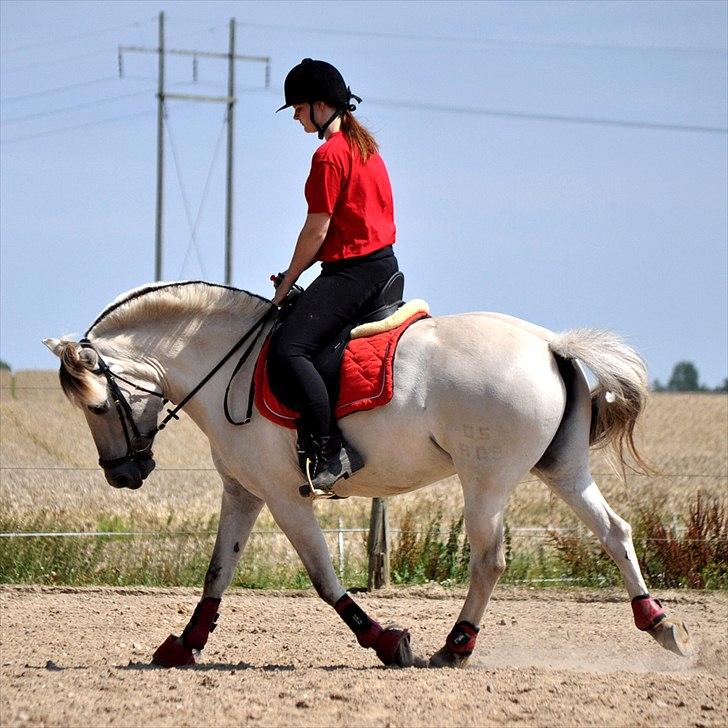 Fjordhest | Møllebjergs Bambine  - Smukke Bambine <3 foto nadja billede 19