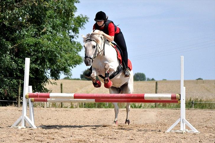 Fjordhest | Møllebjergs Bambine  - Her springer vi vores sidste spring, med styrt efter :-( <3 savner dig! foto nadja billede 20