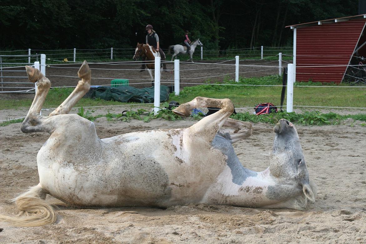 Sportsaraber (A) Søgaardens Magic Spirit - Hun har en helt speciel aftegning ved bringen :-) og det er det jeg synes der er så specielt ved hende ;-) - den er helt ''blå'' farven :-) billede 4