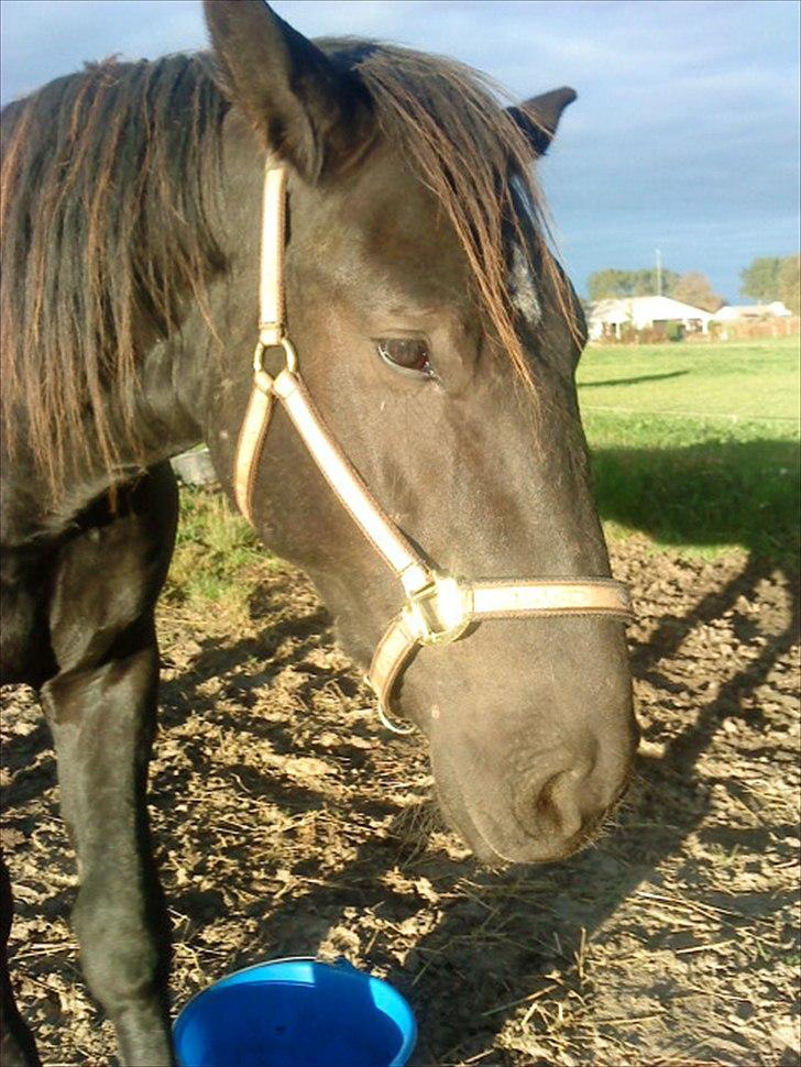 Oldenborg Odin billede 2