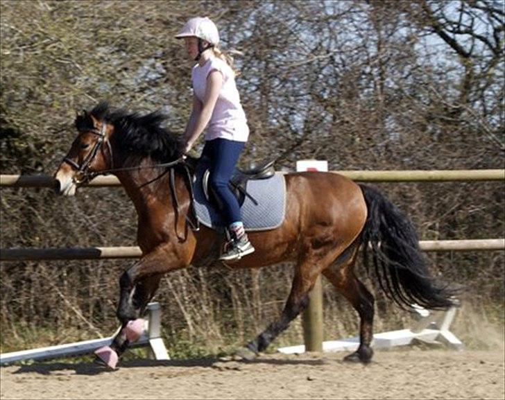 New Forest Luxie - April 2011, galoperer :* foto: charlotte billede 7