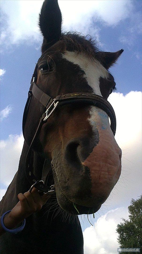 Tysk Sportspony Bubble Gum R.I.P - Min lille skat er blevet lidt træt! <3
 billede 10