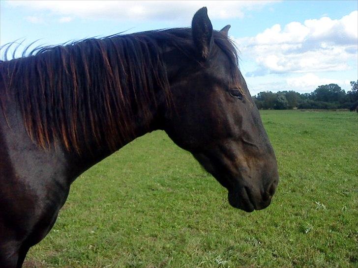 Oldenborg Odin billede 3