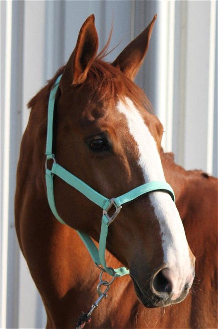 Dansk Varmblod Atlet - Fotograf: NB billede 1