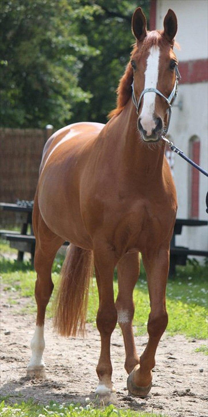 Dansk Varmblod Atlet - Fotograf: NB billede 2