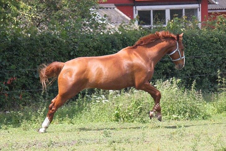 Dansk Varmblod Atlet - Fotograf: NB billede 3