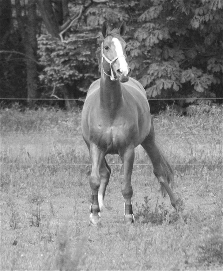 Dansk Varmblod Atlet - Fotograf: NB billede 4