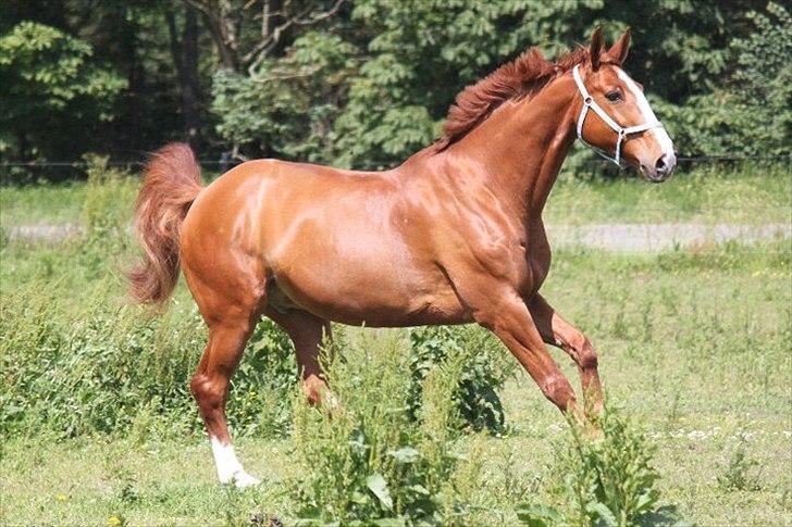 Dansk Varmblod Atlet - Fotograf: NB billede 5