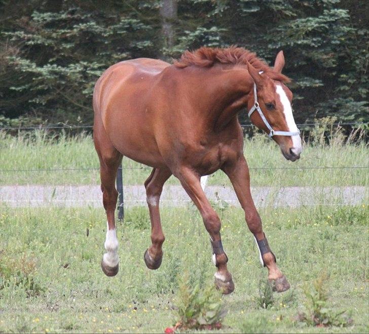 Dansk Varmblod Atlet - Fotograf: NB billede 6