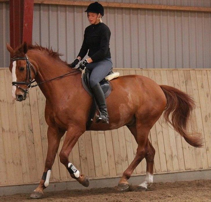 Dansk Varmblod Atlet billede 7