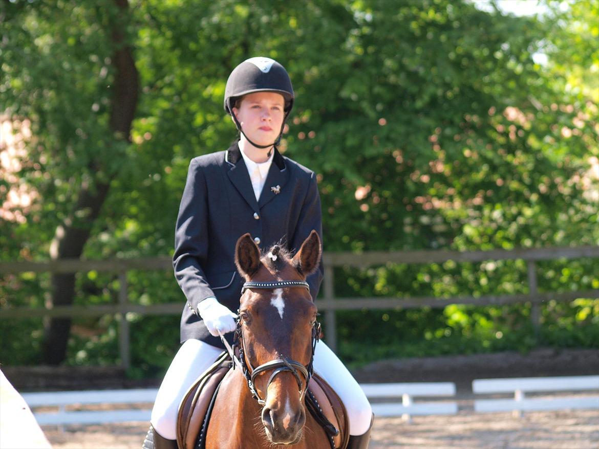 Irsk Sportspony Dundee Love you forever <3 - Vores første dressurstævne :) billede 2