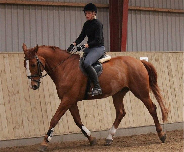 Dansk Varmblod Atlet billede 8