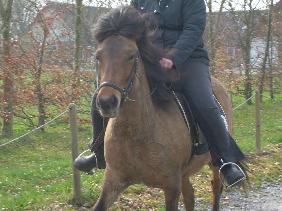 Islænder Kveikja  billede 1