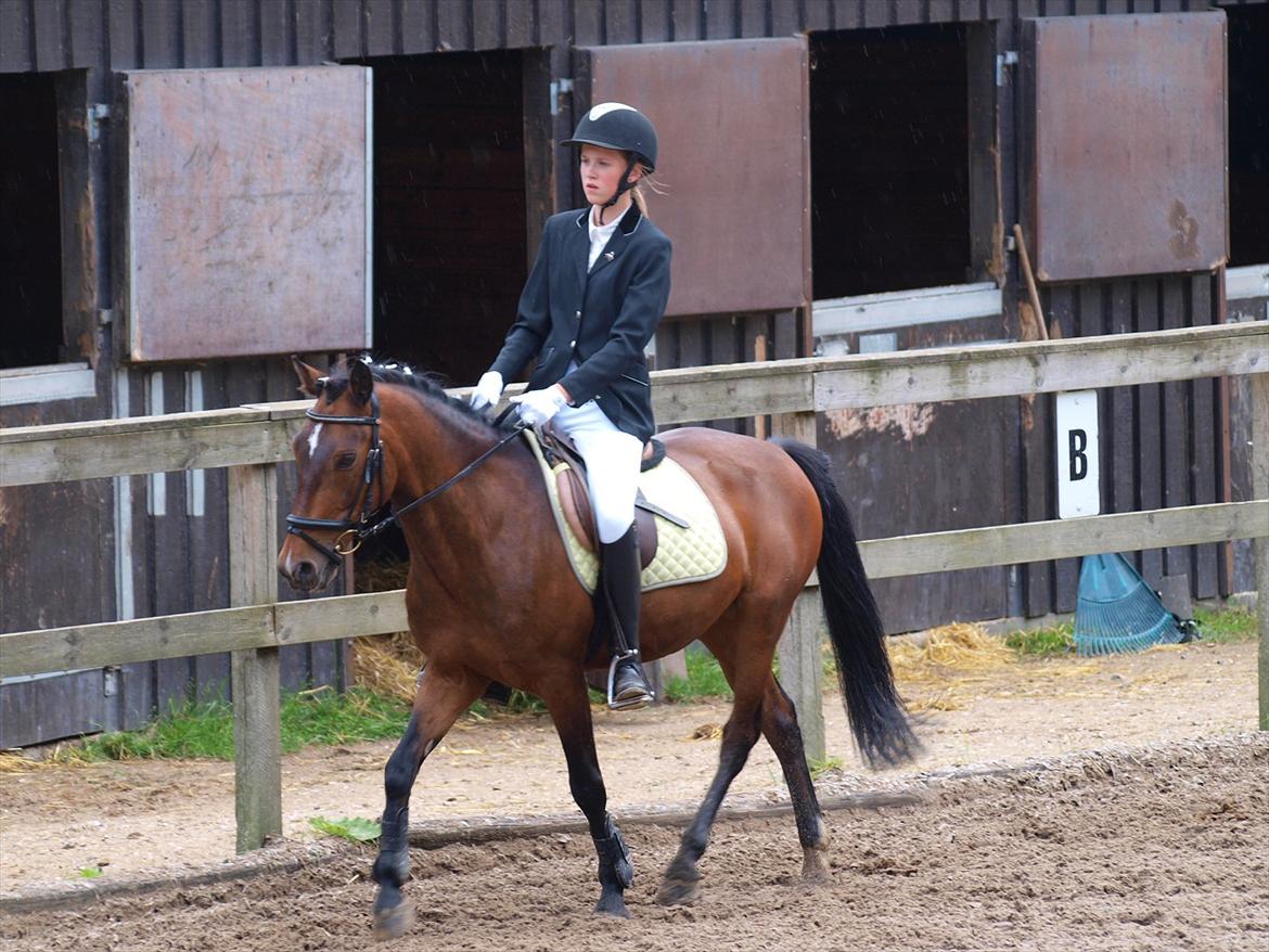 Irsk Sportspony Dundee Love you forever <3 - Søde Dundee billede 6