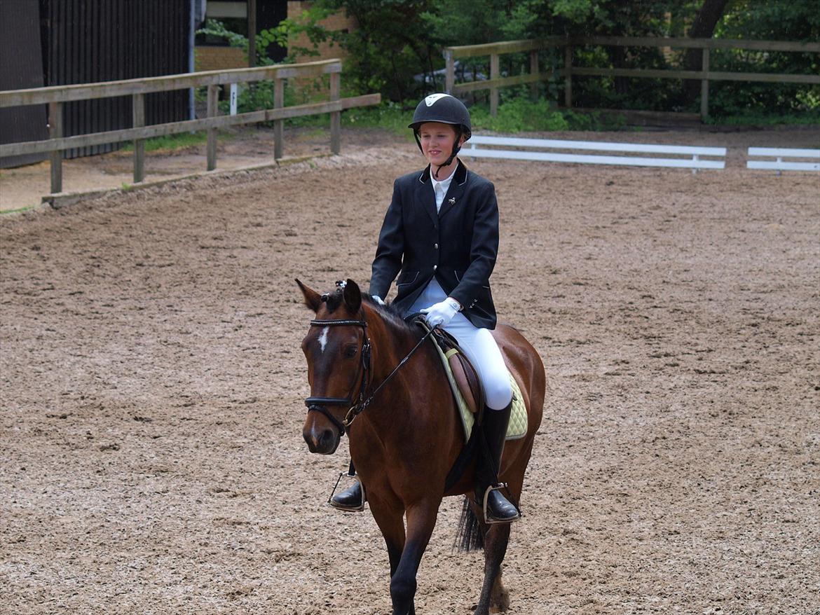 Irsk Sportspony Dundee Love you forever <3 - Jeg ser faktisk OK ud her?? :b billede 7