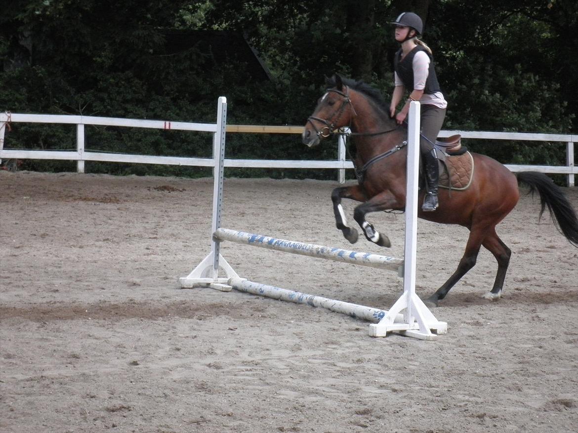 Irsk Sportspony Dundee Love you forever <3 - Spring billede 8