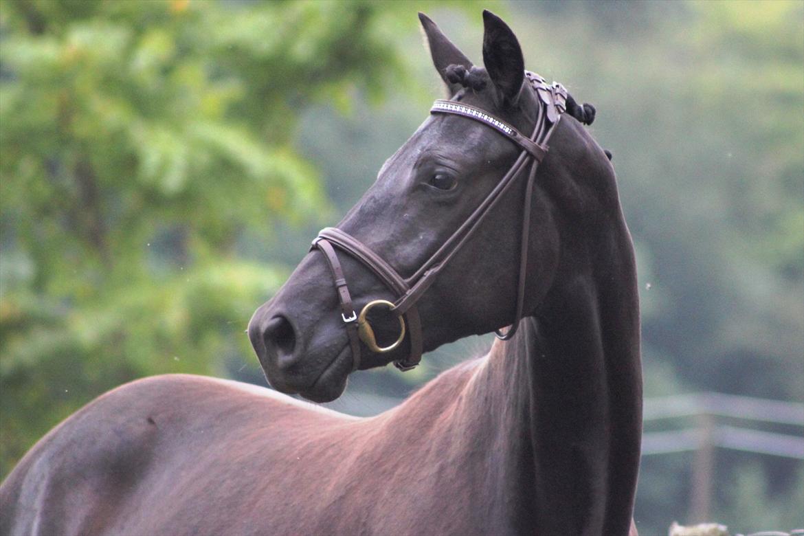 Trakehner Olympia Iwe - 28 mdr. 18/8 2011 billede 18