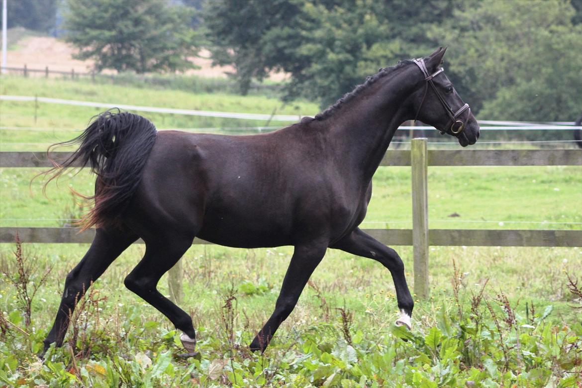 Trakehner Olympia Iwe - 28 mdr. 18/8 2011 billede 19