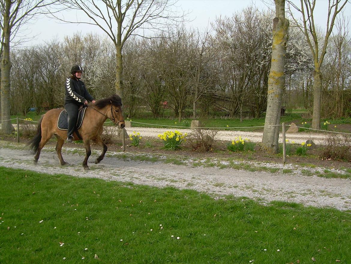 Islænder Kveikja  - Altid dejlig at ride billede 20