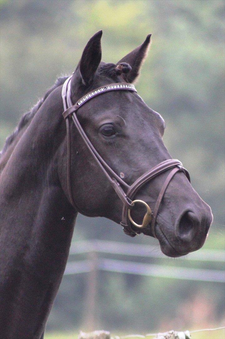 Trakehner Olympia Iwe - 28 mdr. 18/8 2011 billede 1