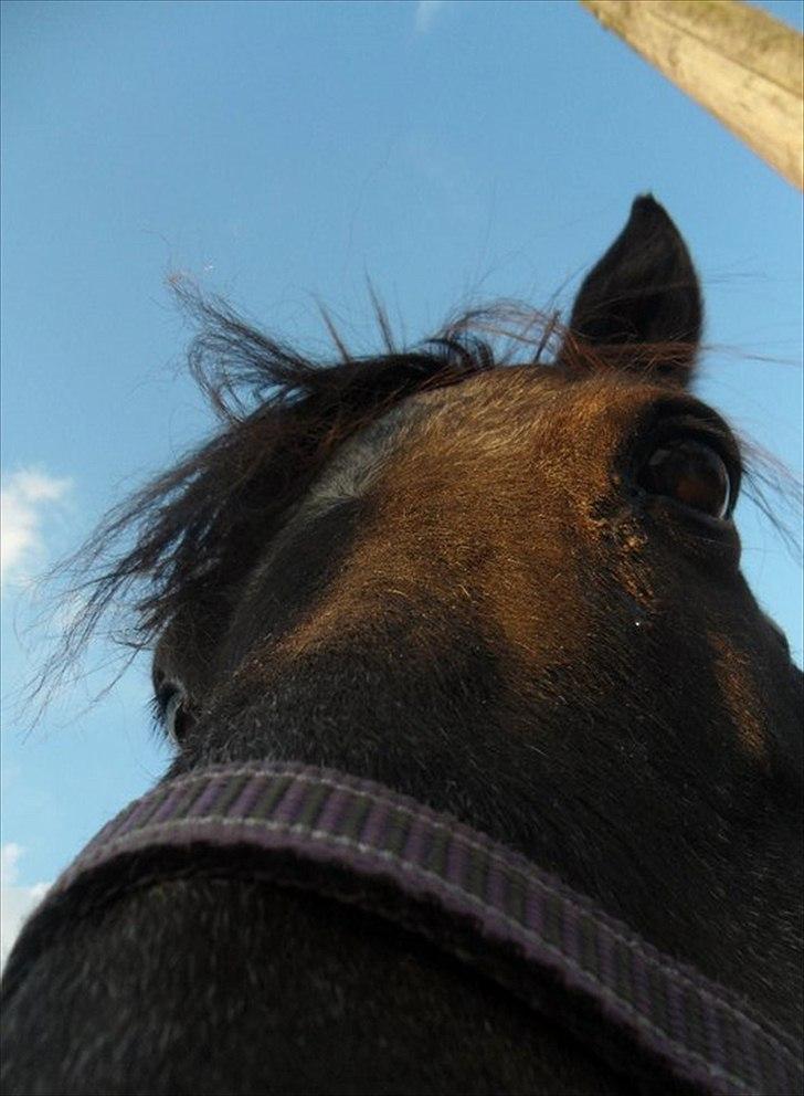 Shetlænder Claus † RIP † 10/9-11:( - LoveYou!<3 billede 3