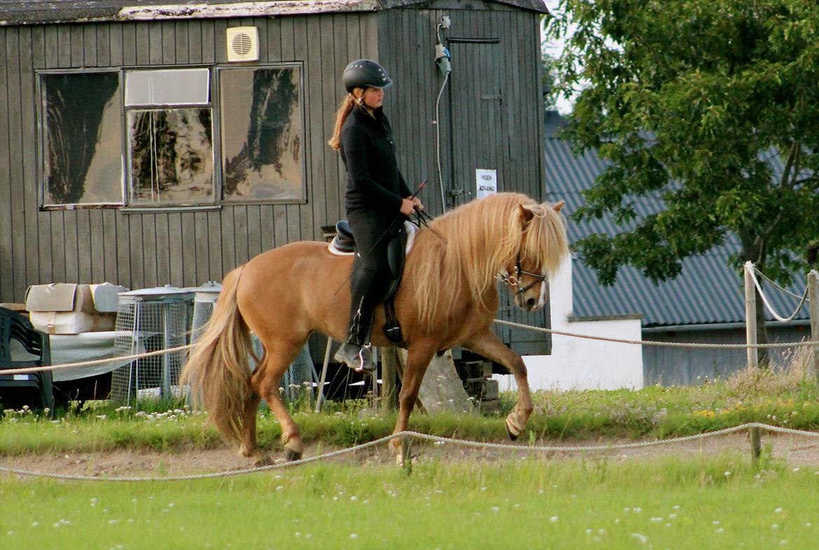 Islænder Sóley frá Steinsholti - Træning på NG d. 19 august 2011, her i langsom trav!  billede 18