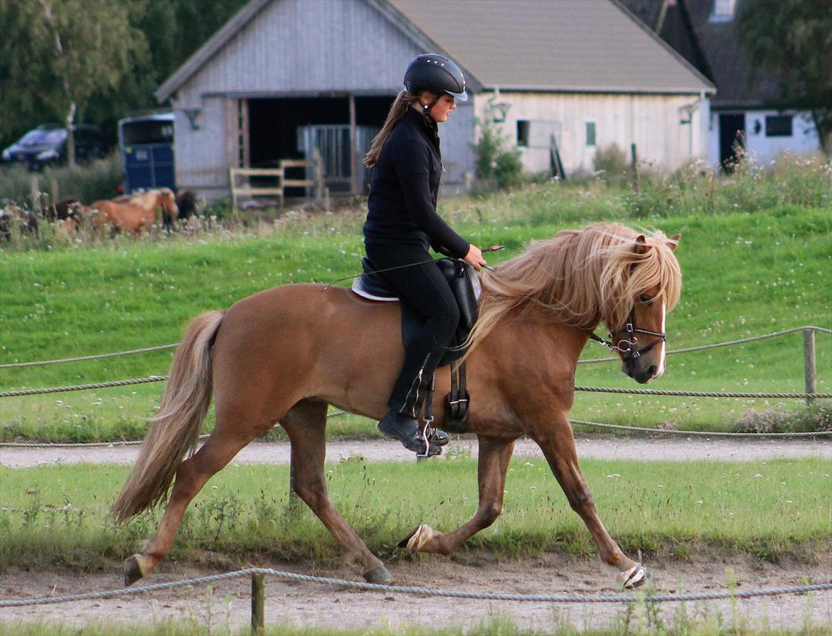 Islænder Sóley frá Steinsholti - Middel trav!  billede 19