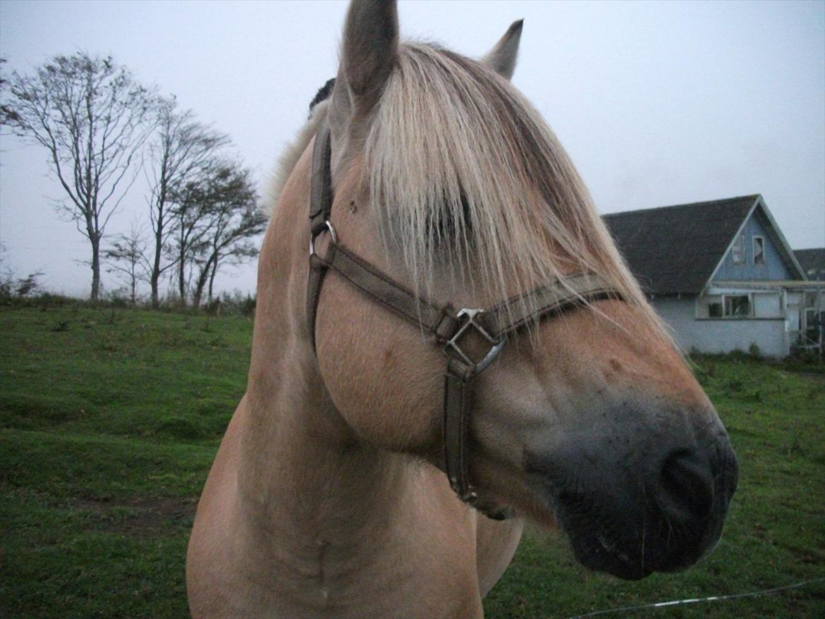 Fjordhest Jokum - smuk smuk billede 4