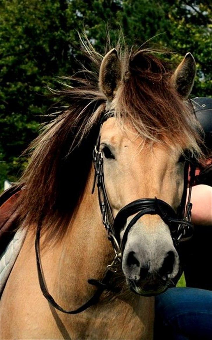 Fjordhest Estrid ~ Min drømmepony<3 - Smukke pony :I ♥ ♥

Taget af Nadja M :D billede 2