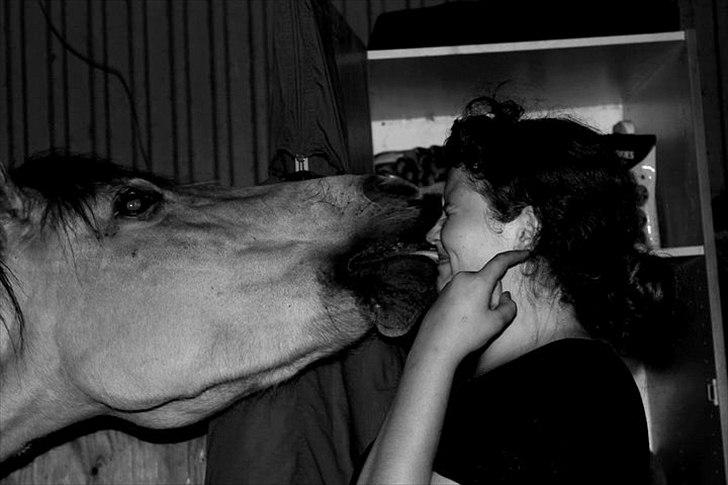 Fjordhest Estrid ~ Min drømmepony<3 - Møsser på kommando :D :*

Taget af Nadja M :D billede 3